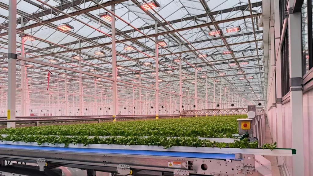 Interior of Vegpro gutter-connected greenhouse — automated production