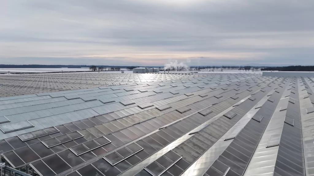 commercial greenhouse case studies - VegPro International new greenhoue in Sherrington, QC
