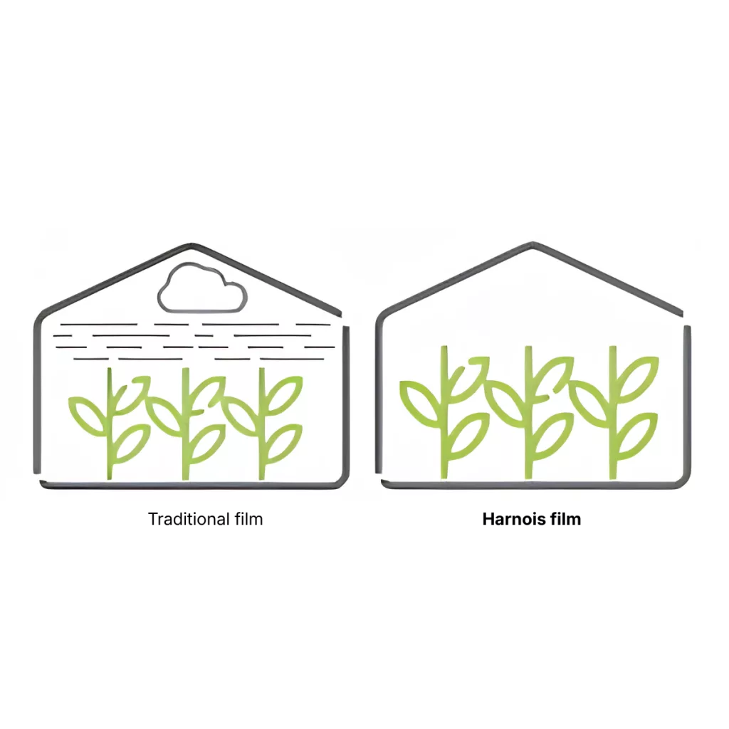 greenhouse poly film - no mist