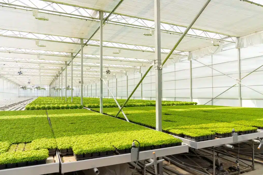 Greenhouse Benches - Automated benches