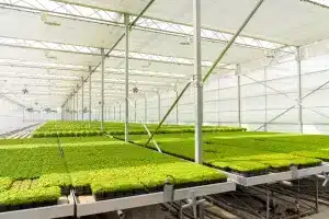 Greenhouse Benches - Automated benches