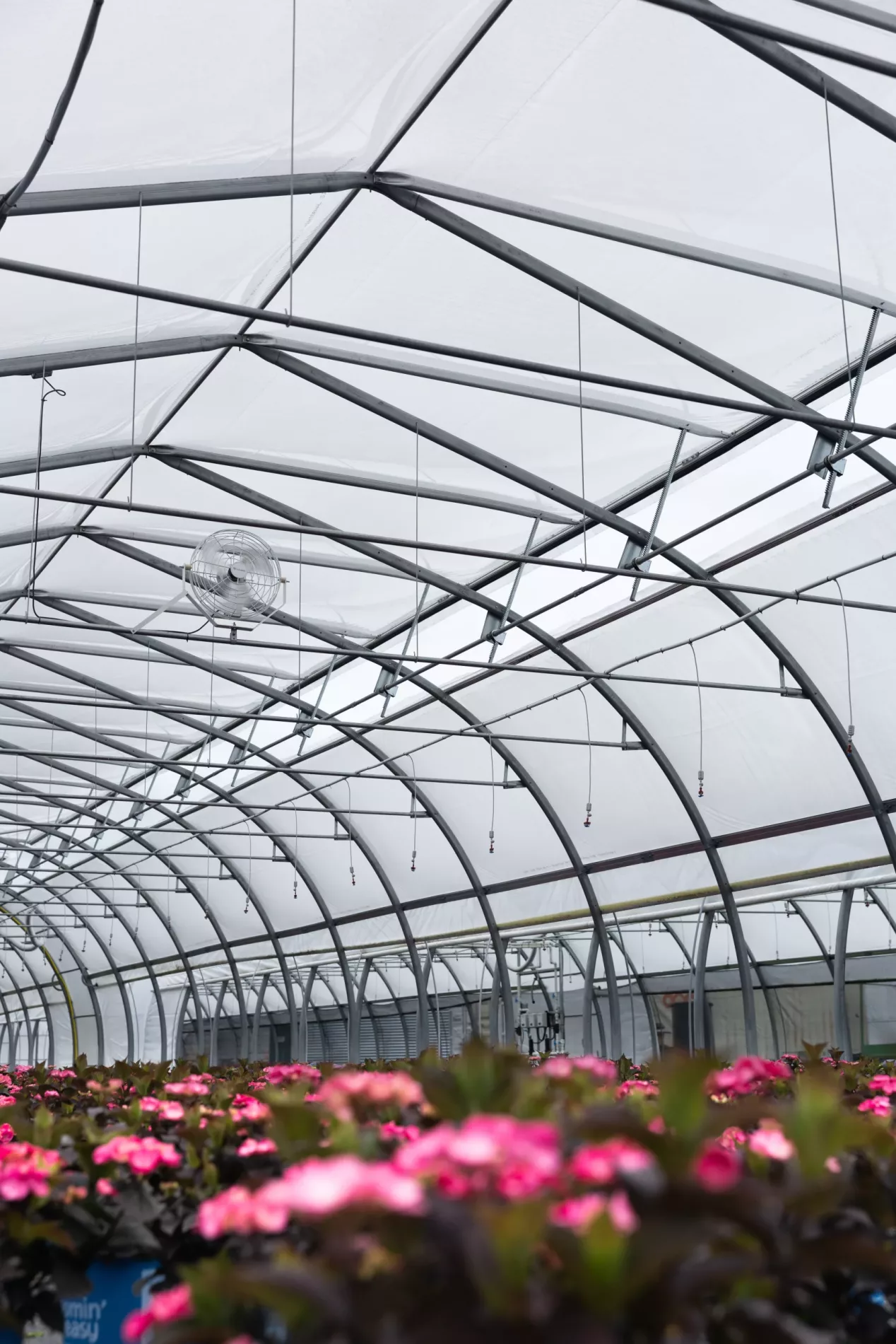 van belle nursery - harnois greenhouse