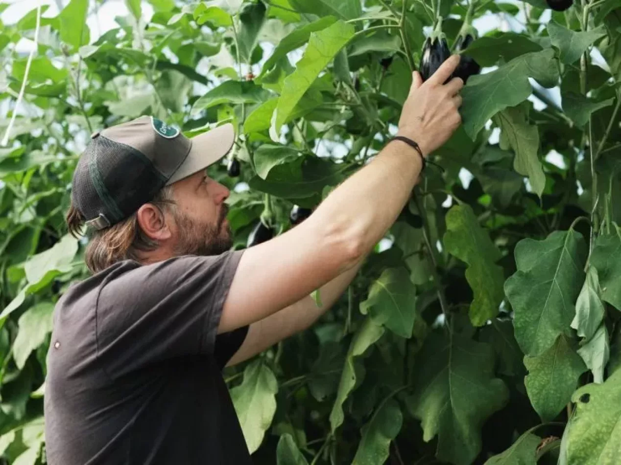 Greenhouse-course-1240-930-768x576