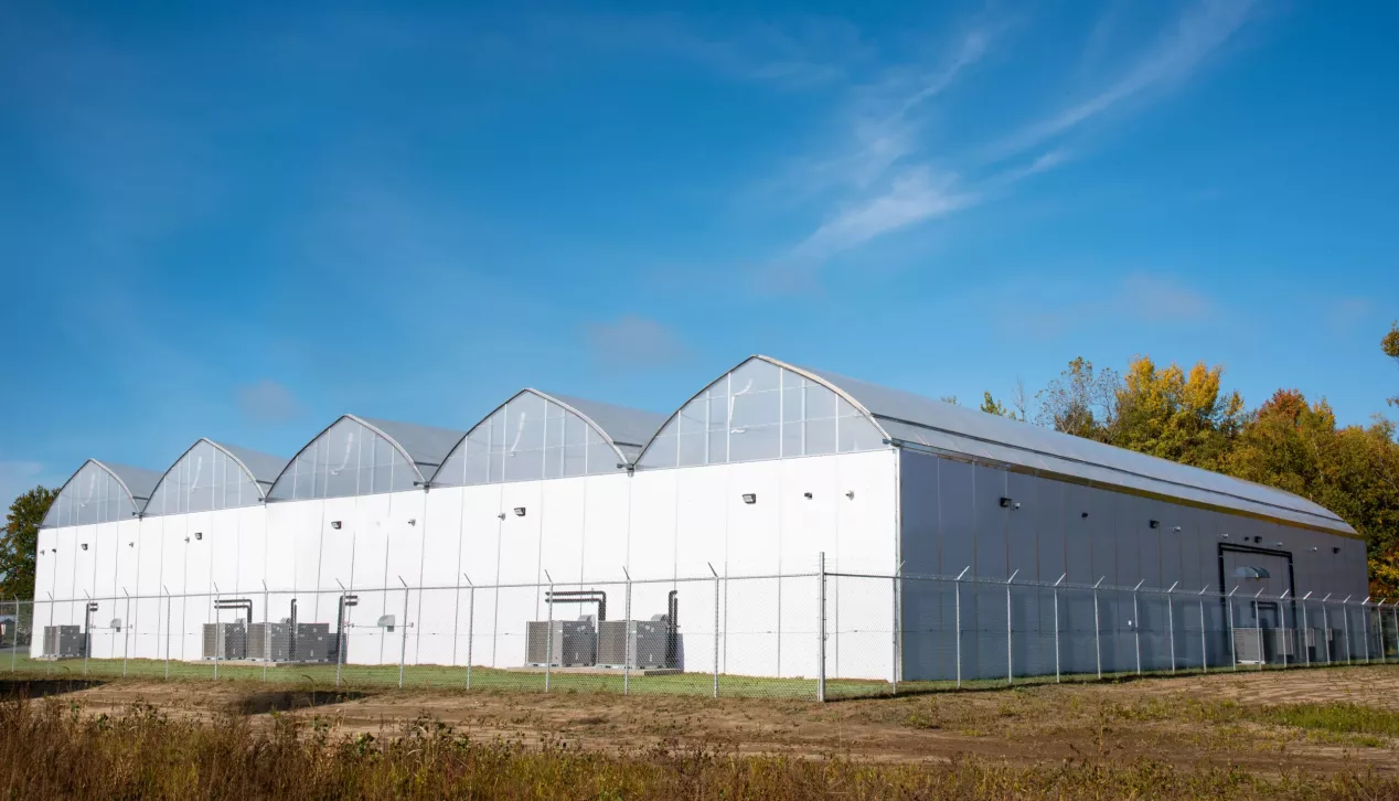 cannabis greenhouse - gutter connected