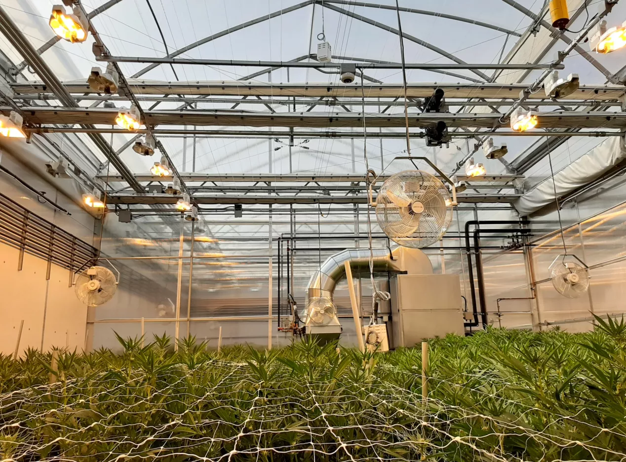 cannabis greenhouse