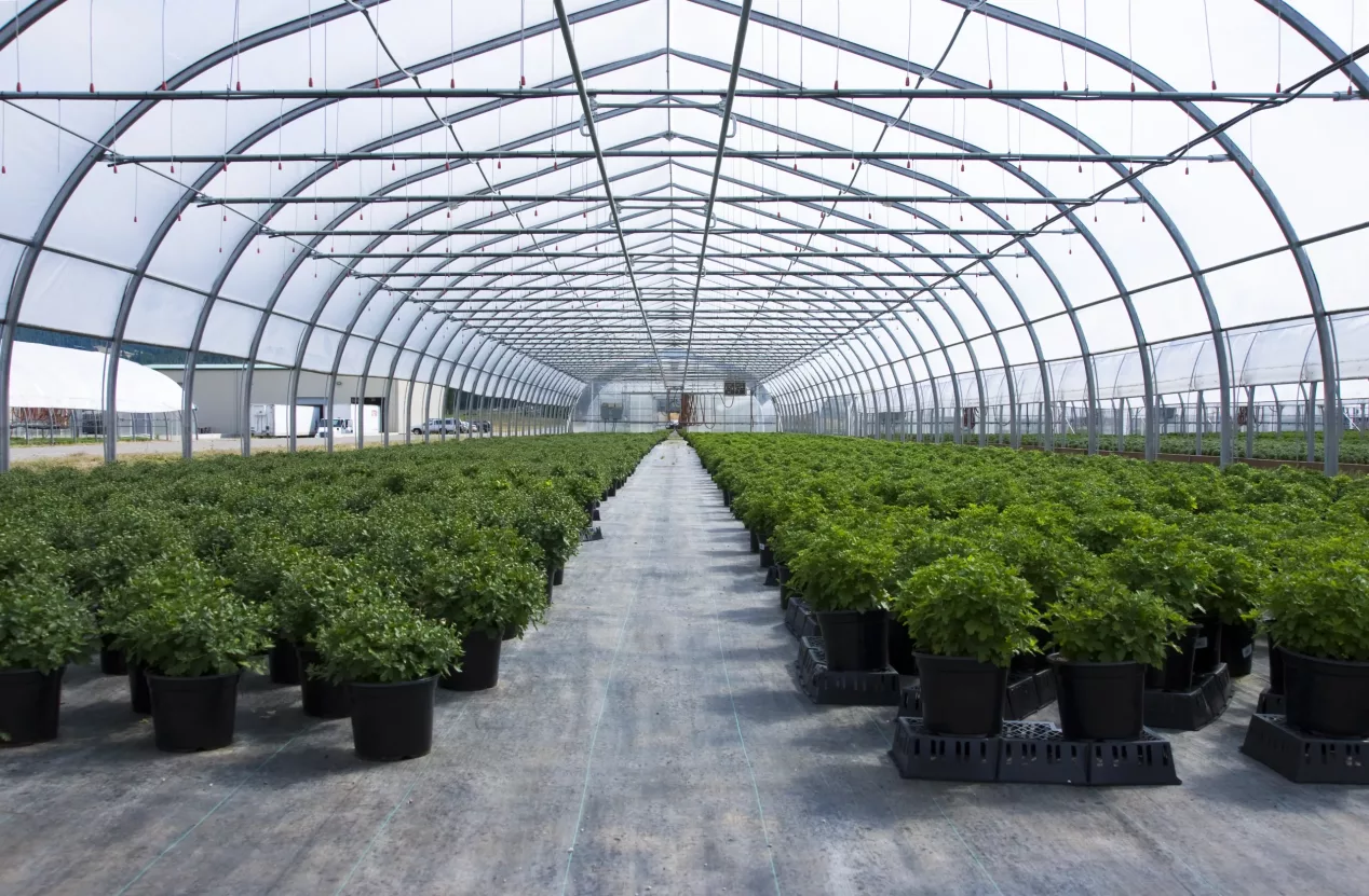Commercial freestanding greenhouse showing large-scale structure and dimensions