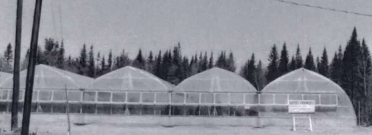 Gothic Arch-Style Greenhouse