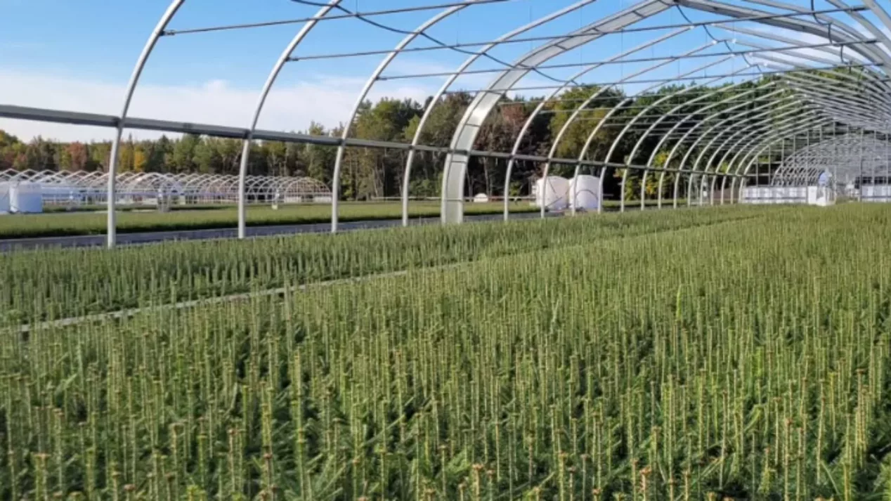 freestanding greenhouse - ovaltech - tree seedling